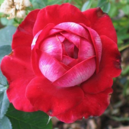 Roşu,dosul petalelor mai deschis - trandafir teahibrid